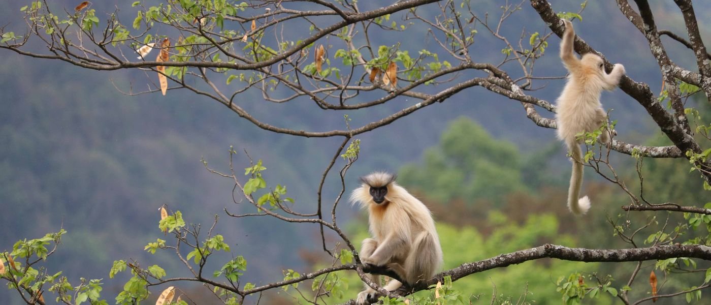 Golden langur monkeys in tree branches with misty mountain landscape